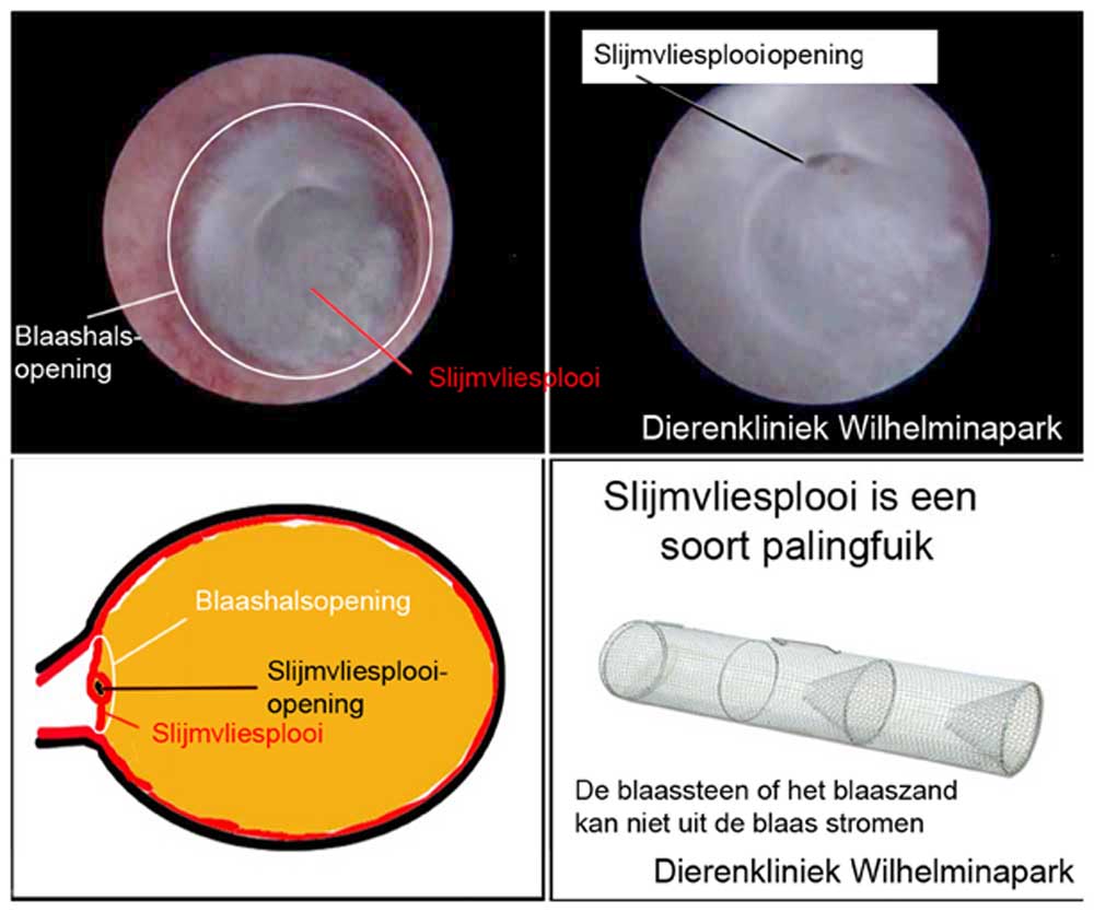 In de blaashals opening is een slijmvliesplooi te zien